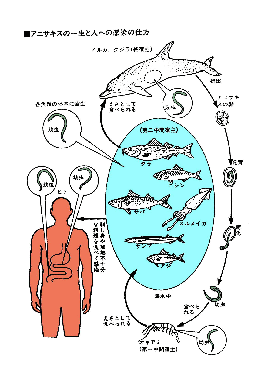 アニサキスの一生と人への感染の仕方の図