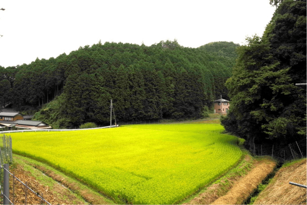 田んぼの景色の写真