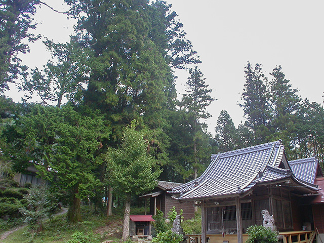 八幡神社のスギ