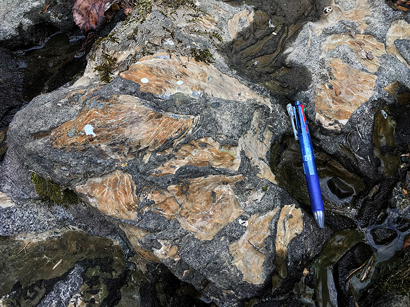 薄茶色の部分が河床に現れたカキの化石