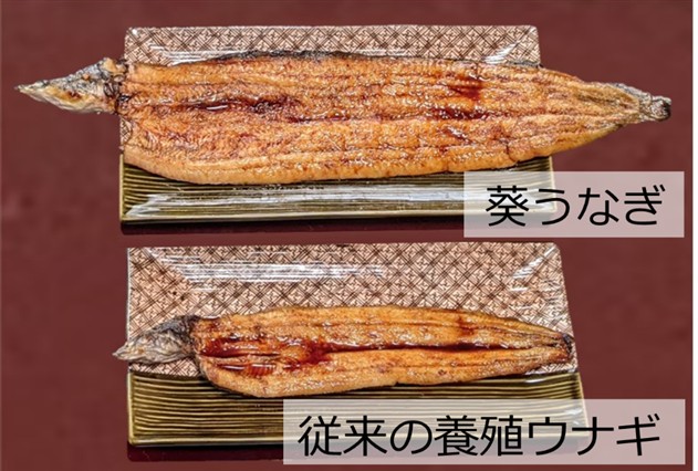 「葵うなぎ」蒲焼