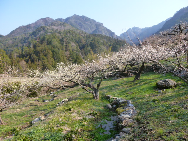 川売梅畑全景