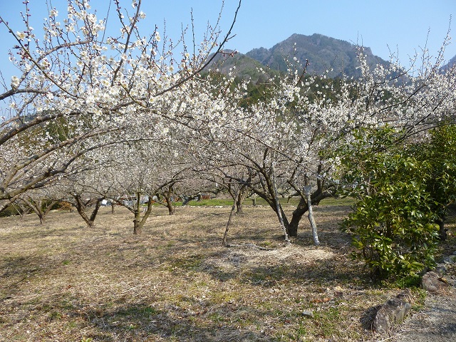 川売2