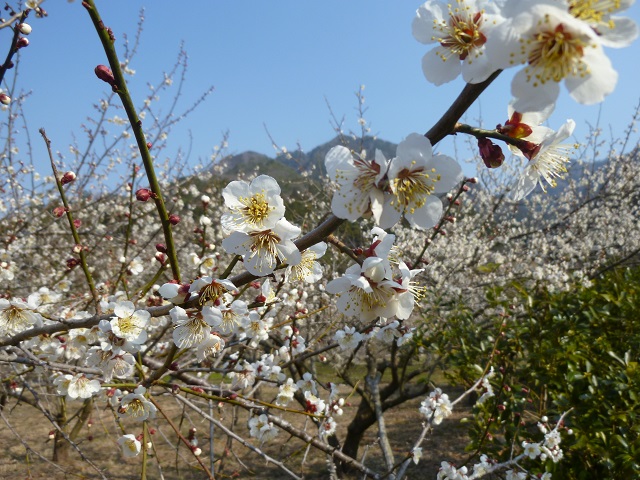 川売4