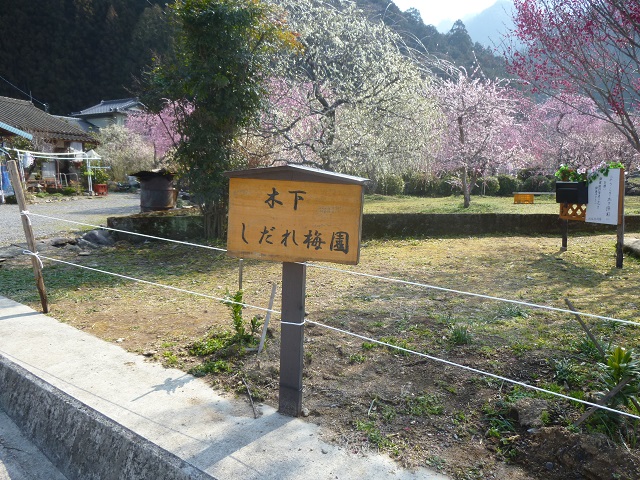海老
