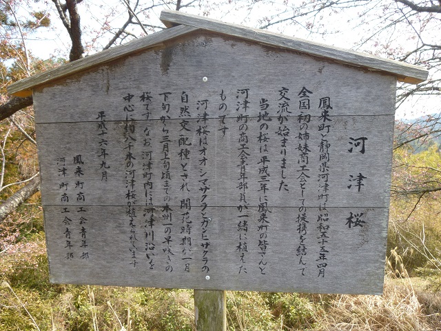 河津桜