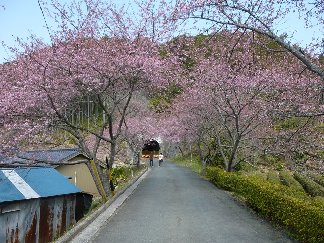 河津桜2