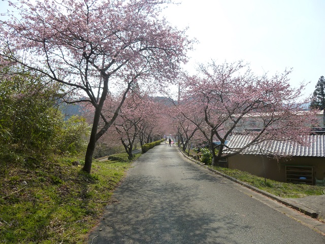 河津桜