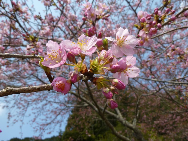 河津桜6