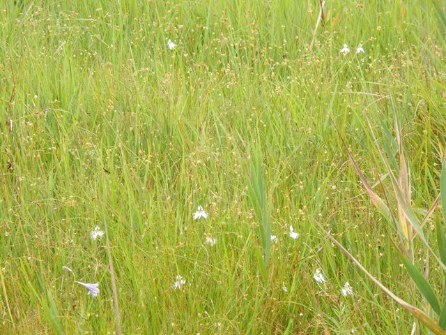 長ノ山湿原の様子