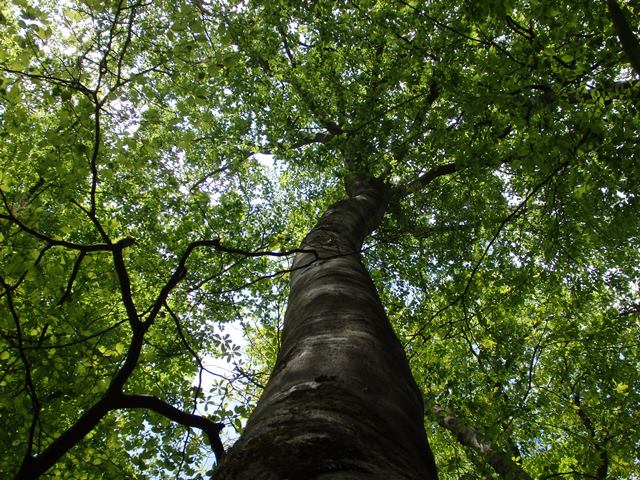 「ブナ」の巨木