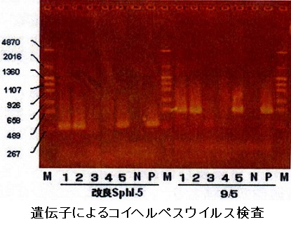 PCRによるコイヘルペスウイルス病の検査