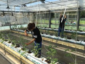 定植後の誘引作業