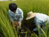 穂揃期に収穫する稲ＷＣＳの調査