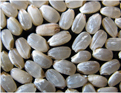 「コシヒカリ」の玄米の写真