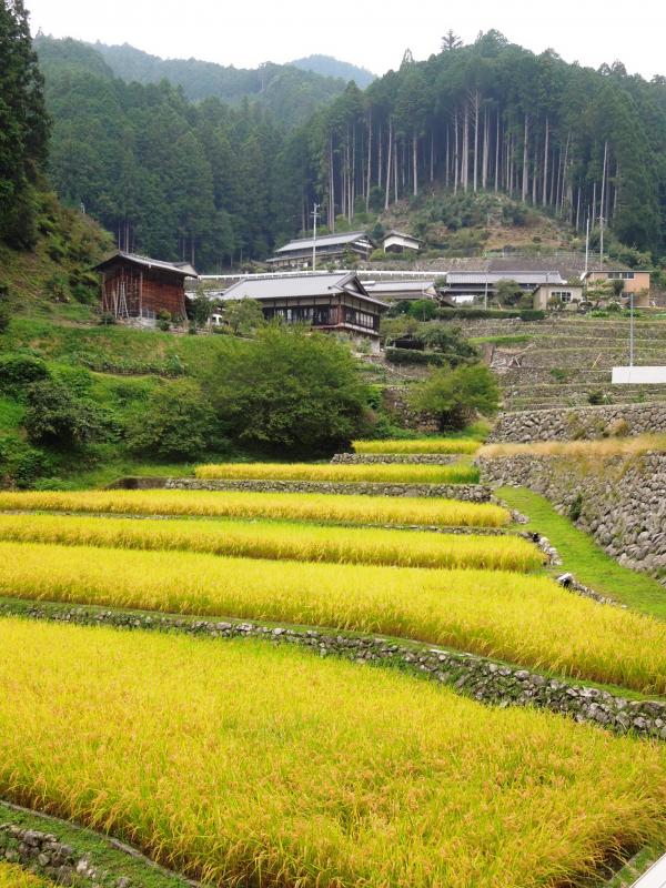 島田の棚田南側から