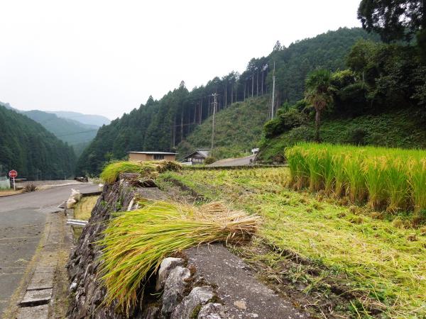 収穫風景