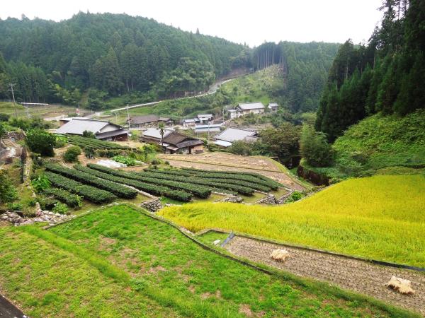 島田の棚田北西斜面から