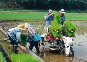 田植え