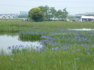 カキツバタ群落