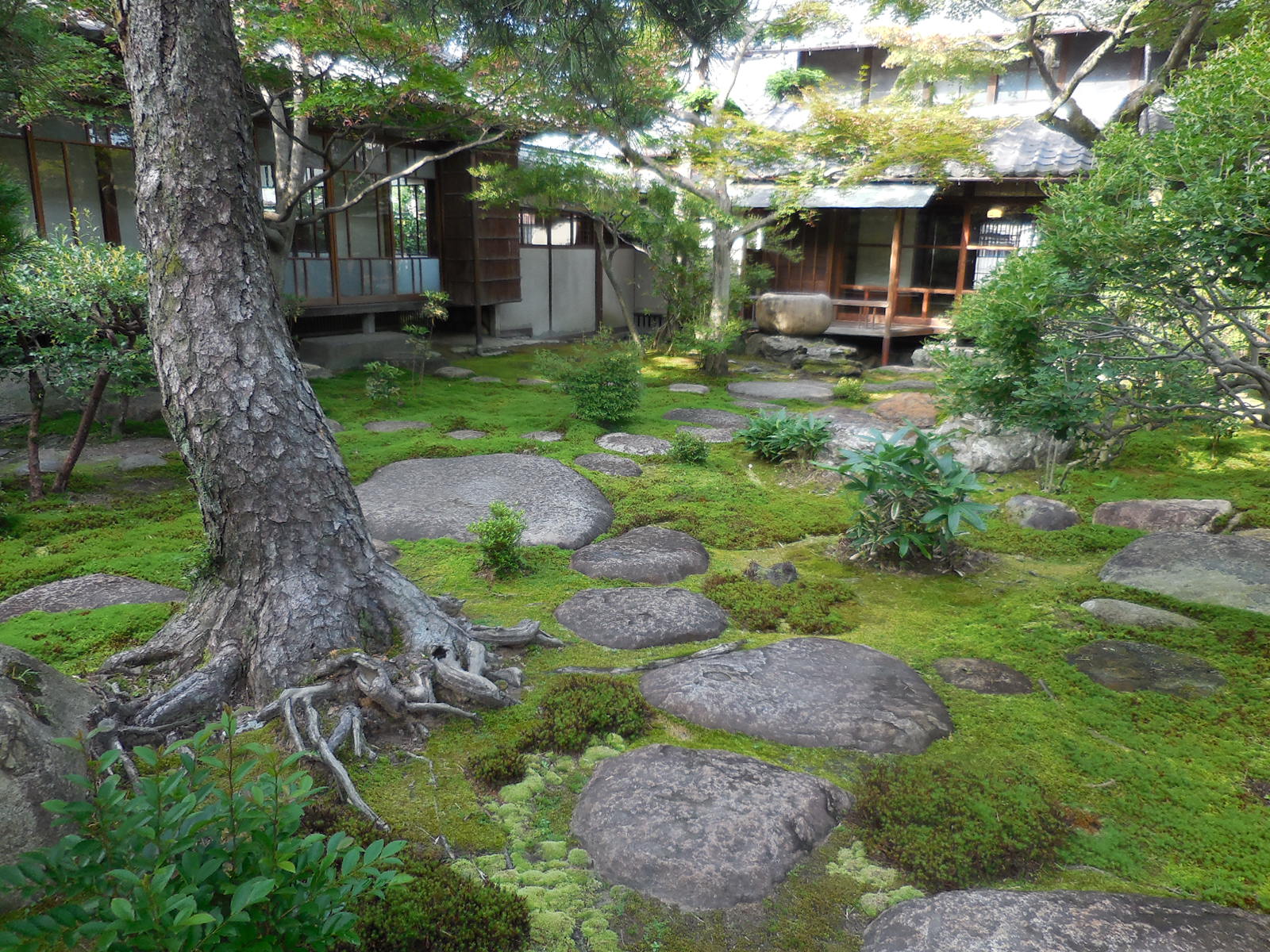 初夏　苔の繁茂（一宮市尾西歴史民俗資料館提供）