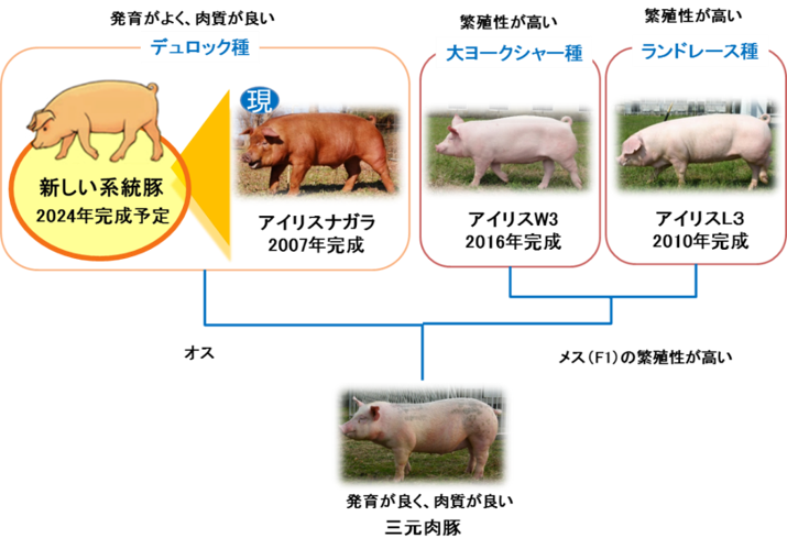 三元肉豚生産体制