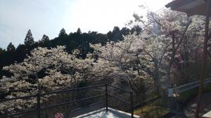 テラスから望む桜（４月５日）