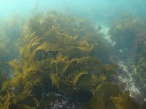 愛知県沿岸岩礁域のサガラメ1