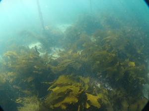 大きく広がるサガラメ藻場1