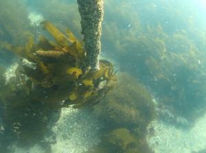大きく広がるサガラメ藻場2