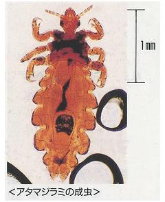 アタマジラミの成虫