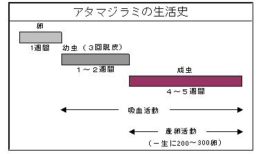 アタマジラミの生活史