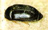 カツオブシムシ成虫の写真