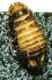 カツオブシムシ幼虫の写真