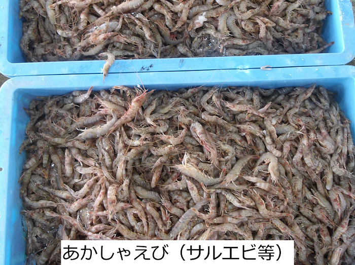 あかしゃえび（サルエビ等）