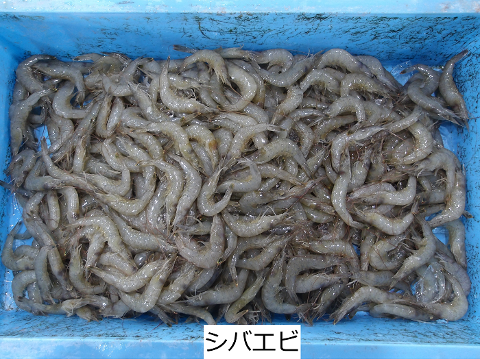 シバエビ