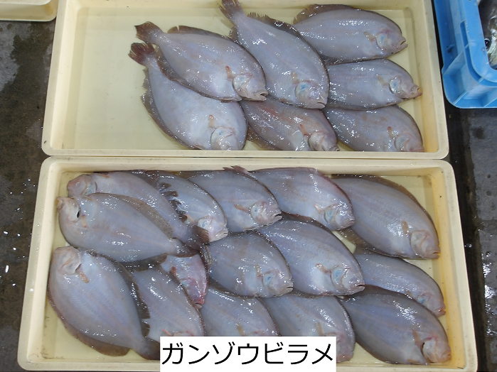 ガンゾウビラメ