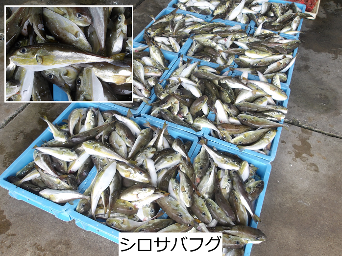 シロサバフグ