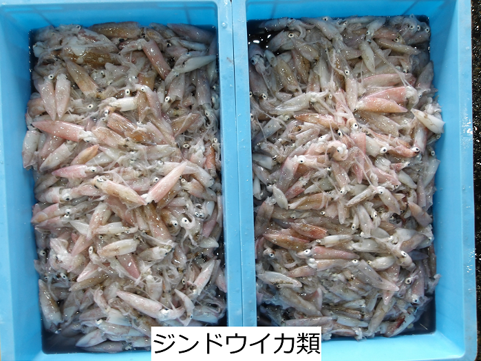 ジンドウイカ類