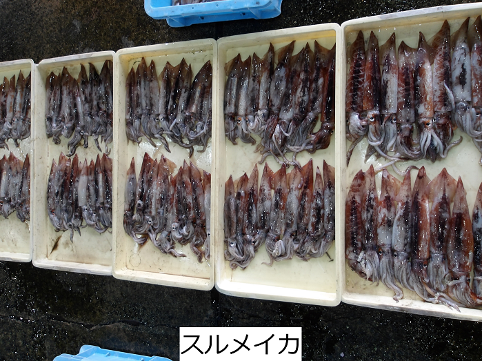 スルメイカ