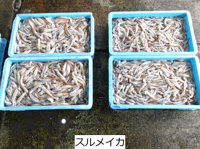 スルメイカ_2