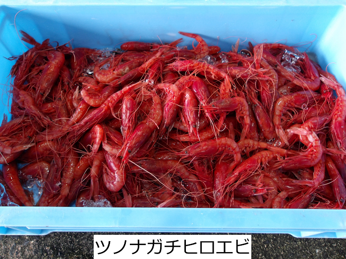 ツノナガチヒロエビ