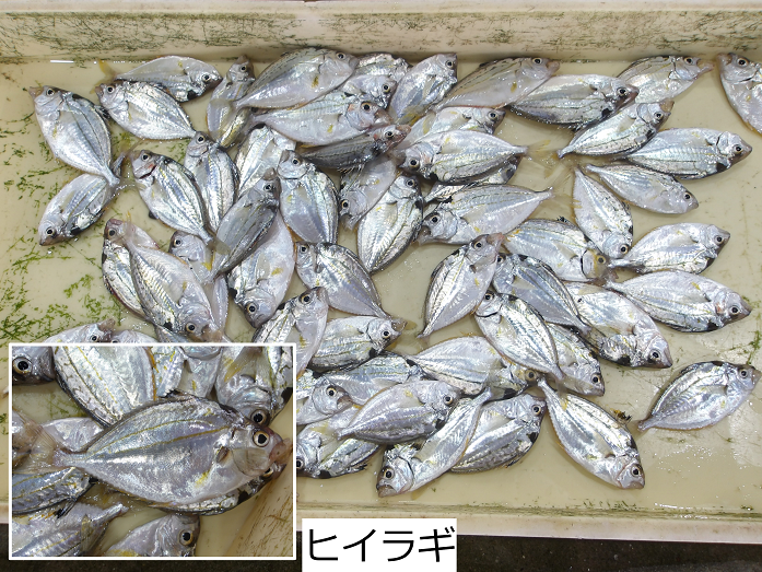 ヒイラギ