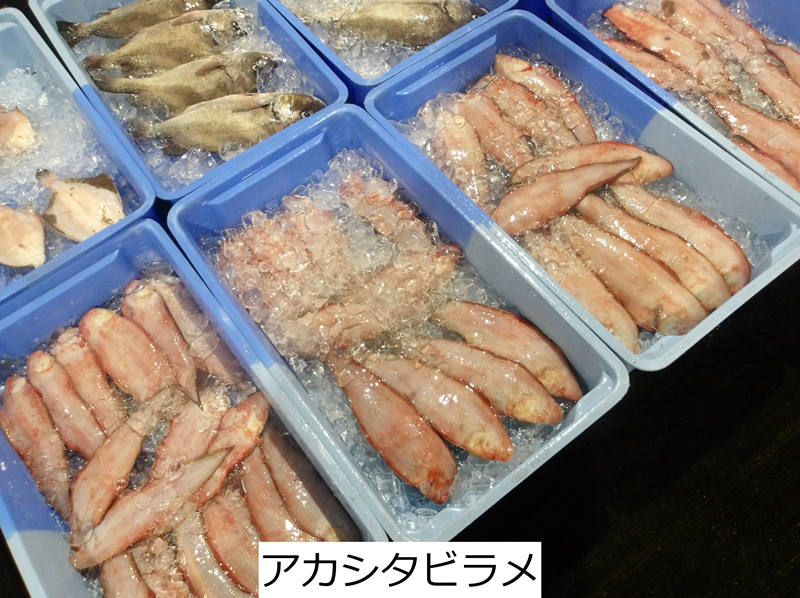 アカシタビラメ