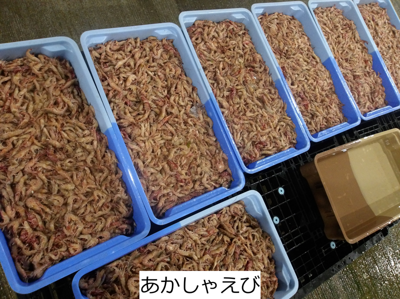 あかしゃえび