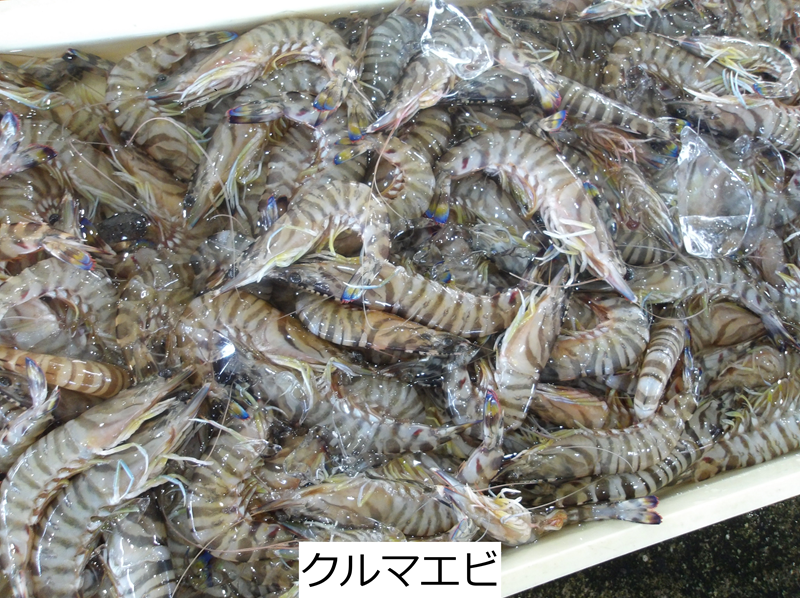 クルマエビ