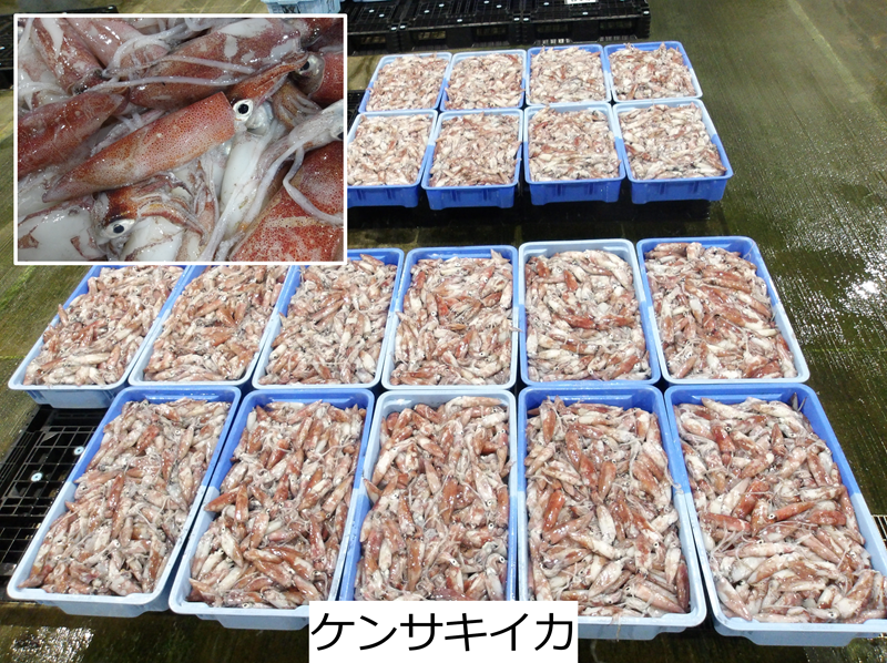 ケンサキイカ