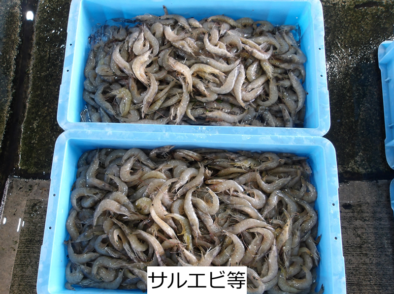 サルエビ等