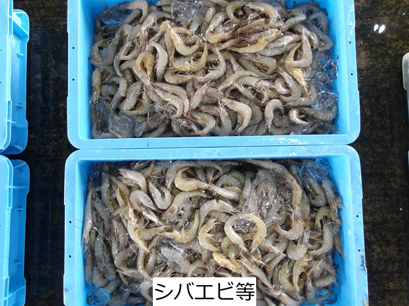 シバエビ等