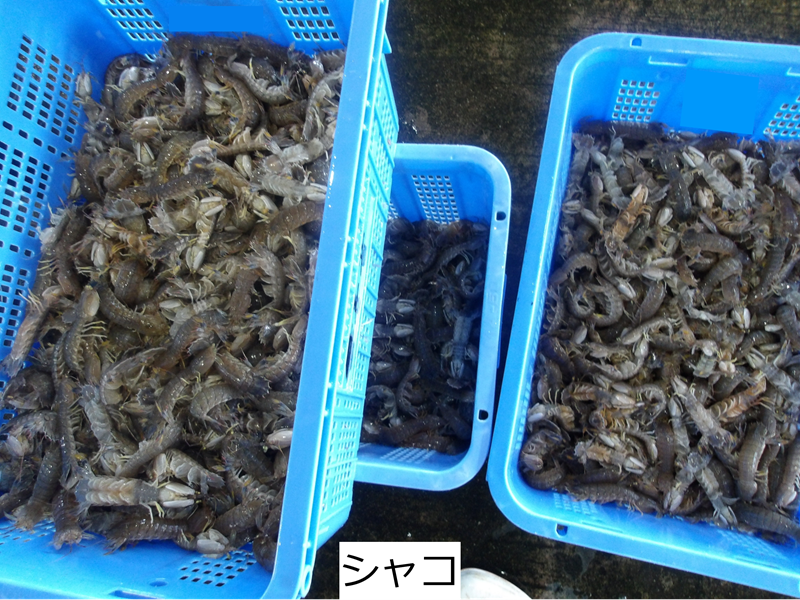シャコ